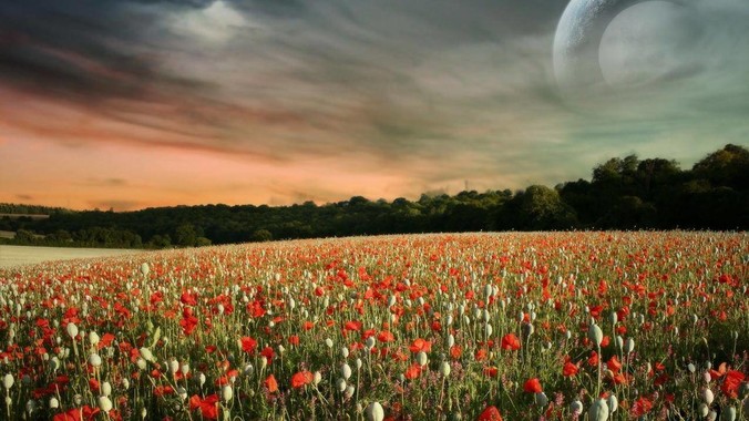 2025 年还能等得到 LCD 屏的旗舰机吗？